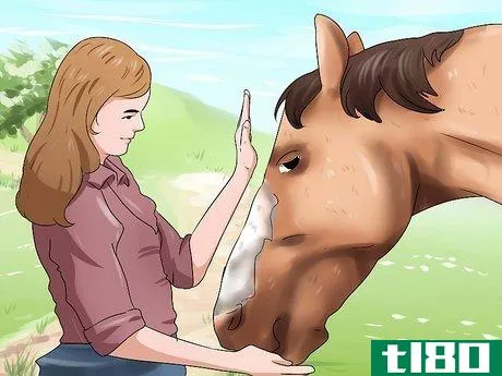 Image titled Get a Head Shy Horse To Trust You Step 9