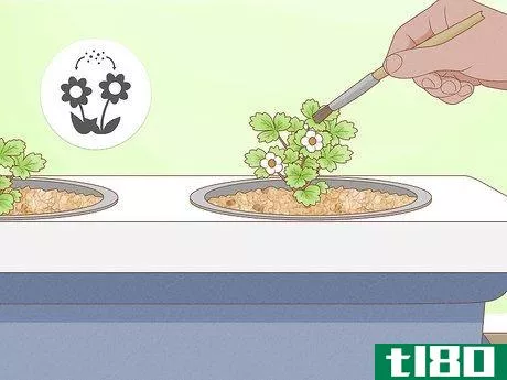 Image titled Grow Hydroponic Strawberries Step 19