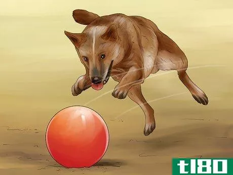 Image titled Give Your Dog Healthy Attention Step 8