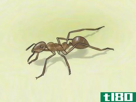 Image titled Identify Ants Step 13
