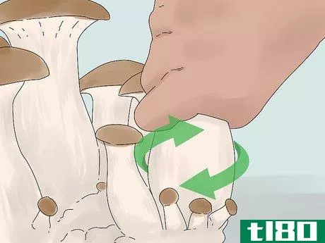 Image titled Grow King Oyster Mushrooms Step 15
