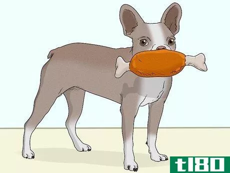 Image titled Identify a Boston Terrier Step 10