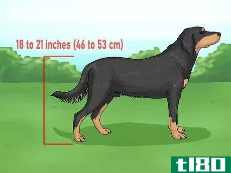 如何识别一只猎犬(identify a smaland hound)