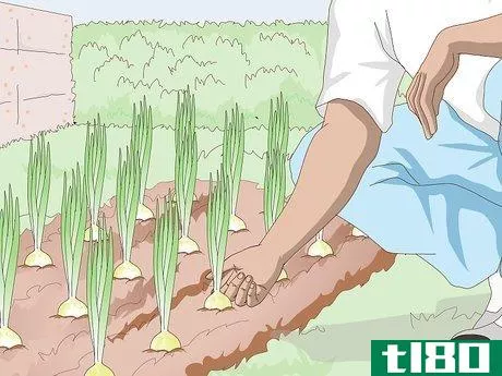 Image titled Grow Sweet Onions Step 10