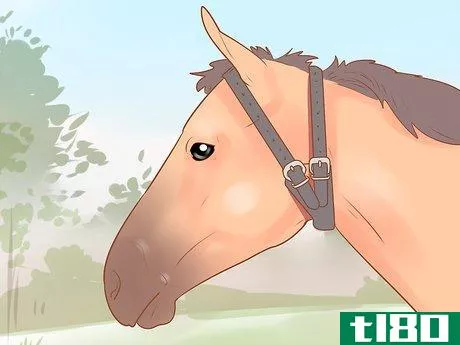 Image titled Keep a Horse from Cribbing Step 10