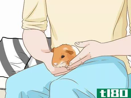 Image titled Get Your Guinea Pig to Eat a Treat Out of Your Hand Step 4
