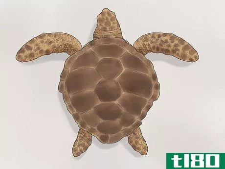 Image titled Identify Turtles Step 14