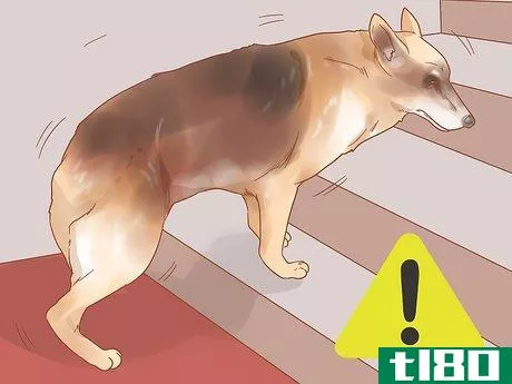 Image titled Know When Your Dog is Sick Step 11