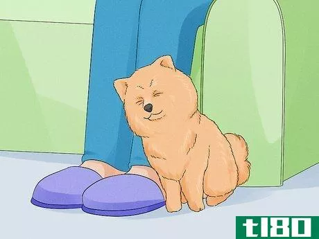Image titled Identify a Pomeranian Step 10