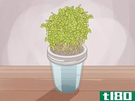 Image titled Grow Microgreens Step 19