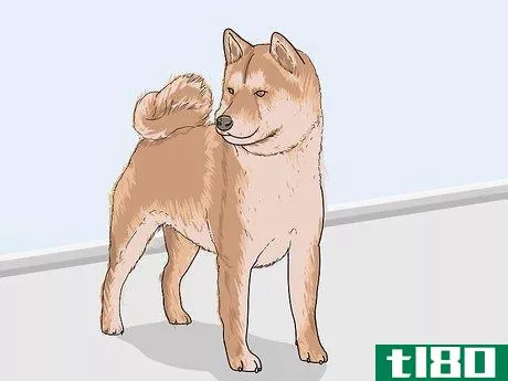 Image titled Identify a Shiba Inu Step 7