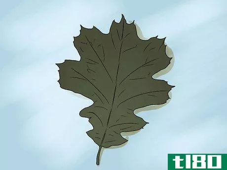 Image titled Identify Oak Leaves Step 16