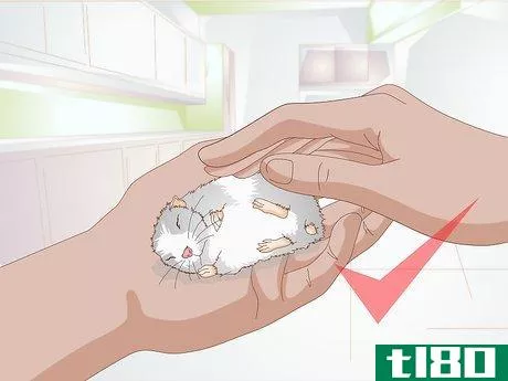Image titled Get a Hamster to Sleep Step 13