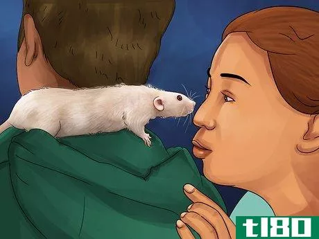 Image titled Get a Pet Rat Step 18
