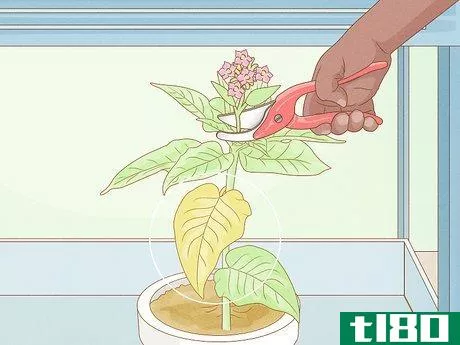 Image titled Grow Tobacco Inside Step 16