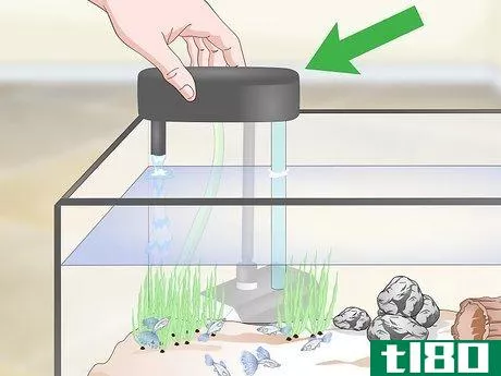 Image titled Keep Guppies Healthy Step 11