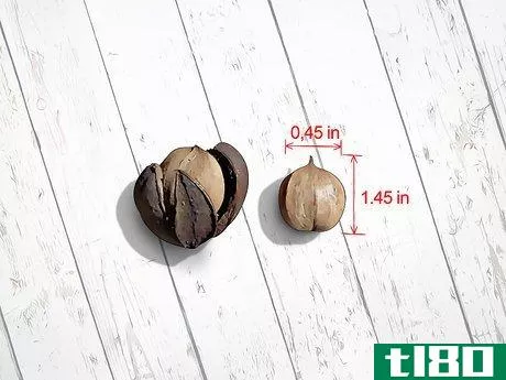 Image titled Identify Hickory Nuts Step 13