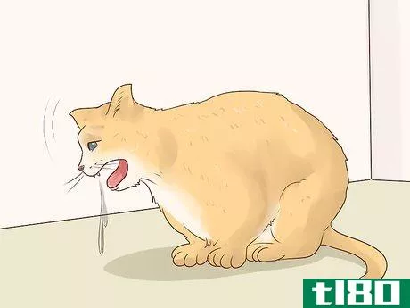 Image titled Give Atenolol to Cats with Heart Disease Step 9