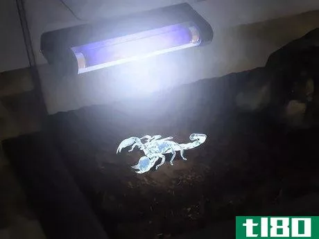 Image titled Identify an Emperor Scorpion Step 5