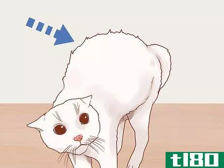 Image titled Know if Your Cat Is Afraid of Something Step 5