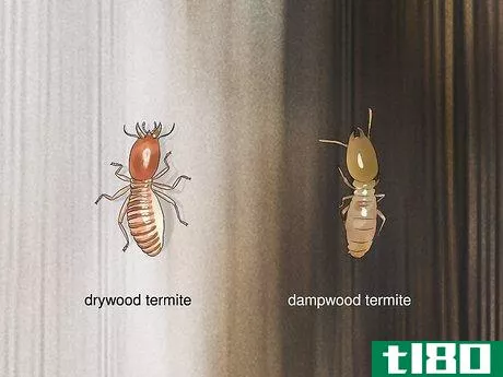 Image titled Identify Household Pests Step 7