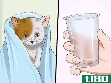 Image titled Get Rid of Fleas on a Kitten Too Young for Topical Ointments Step 5