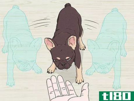 Image titled Identify a French Bulldog Step 10