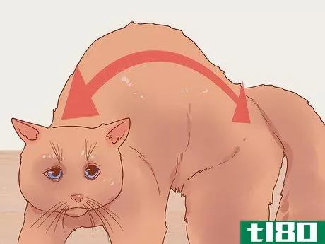 Image titled Know if Your Cat Is Afraid of Something Step 6