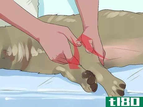 Image titled Greatly Improve the Life of a Dog with Arthritis Step 13