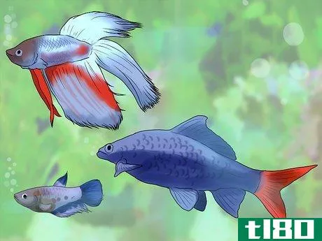 Image titled Know Which Fish to Put Together in a Tank Step 15