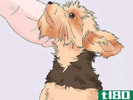 Image titled Identify a Yorkshire Terrier Step 14