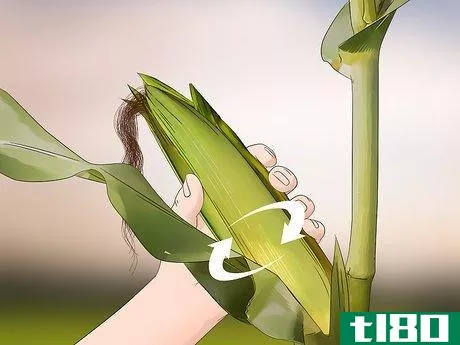 Image titled Harvest Corn Step 4