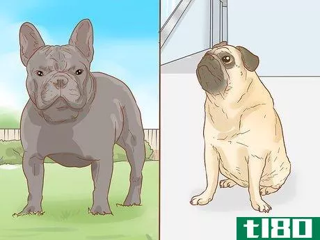 Image titled Identify a Pug Step 16