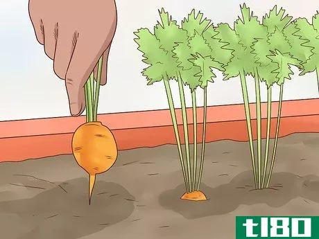 Image titled Grow Carrots in Pots Step 16