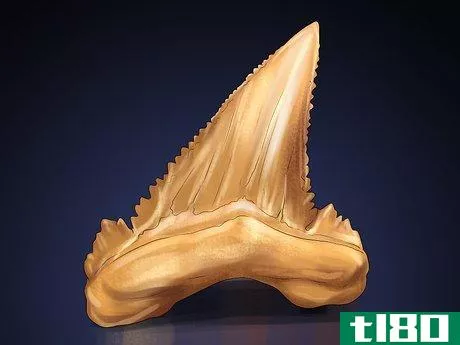 Image titled Identify Shark Teeth Step 4