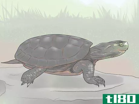 Image titled Identify Turtles Step 2