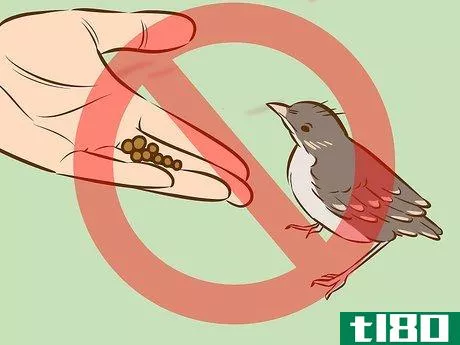 Image titled Help a Baby Bird That Has Fallen Out of a Nest Step 10