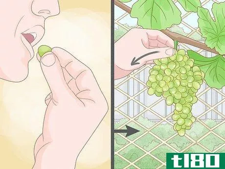 Image titled Grow Grape Vines Step 13