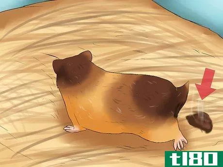 Image titled Know if Your Hamster Is Dying Step 4