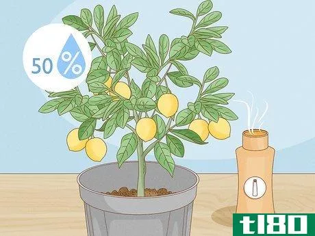 Image titled Grow Lemon Trees Indoors Step 14