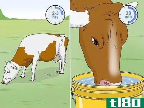Image titled Increase Dairy Milk Production Step 4