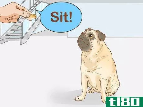 Image titled Identify a Pug Step 13
