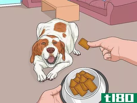 Image titled Hang Out with Your Dog Step 10