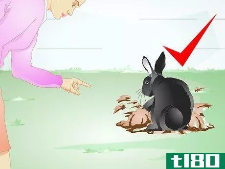 Image titled Keep Your Rabbit Slim Step 2