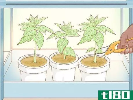 Image titled Grow Tobacco Inside Step 14