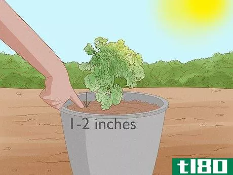 Image titled Grow Tomatoes in Pots Step 13