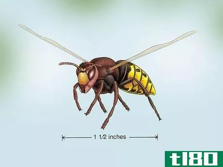 Image titled Identify Wasps Step 5