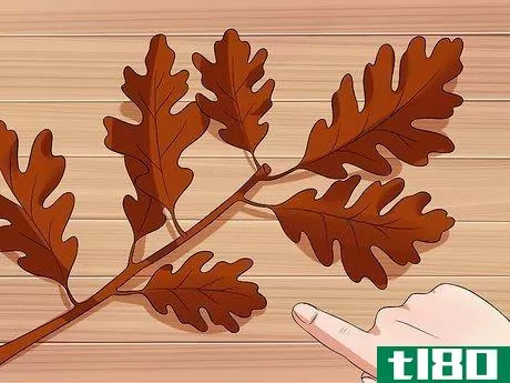 Image titled Identify Oak Trees Step 4
