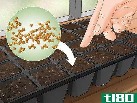 Image titled Grow Eggplant Step 4