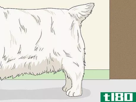 Image titled Identify a Clumber Spaniel Step 12